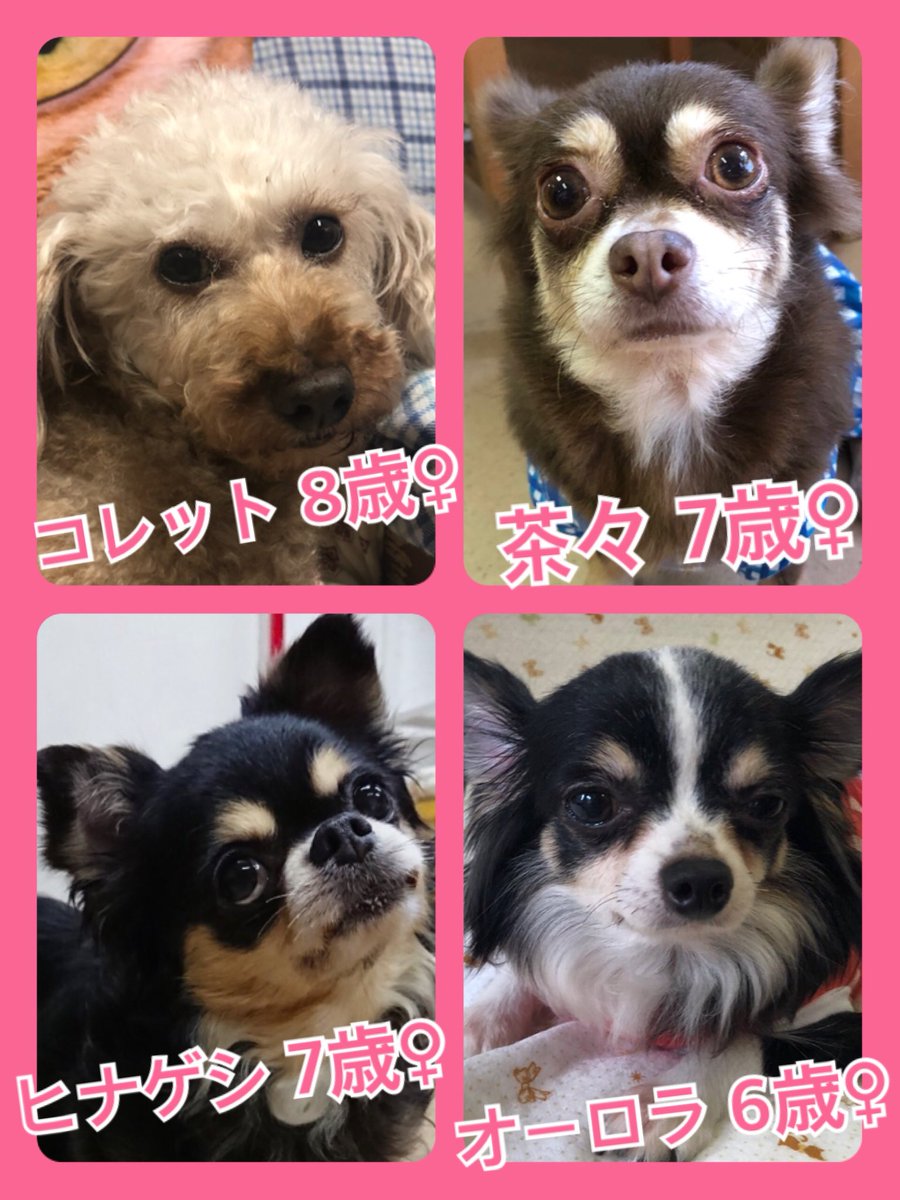 🐾今日の里親様募集中ワンコ🐶メンバーです🐾2019,7,3